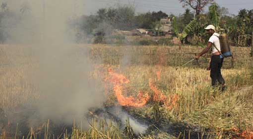 ‘Wheat blast’ disease endangers the wheat production in West Bengal