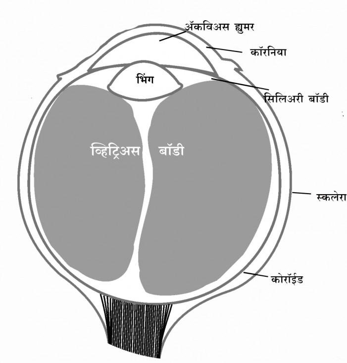 आँखों की रचना – भाग १  