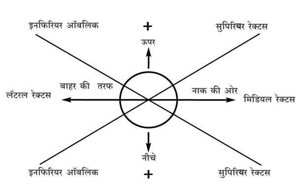 आँखों की रचना – भाग २