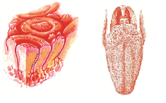 जीभ – रचना एवं कार्य