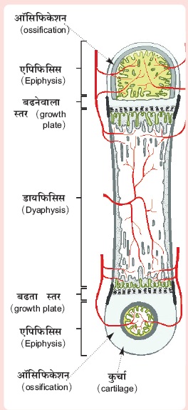 अस्थिसंस्था (भाग-४ )