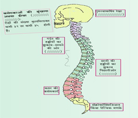 अस्थिसंस्था  भाग -६