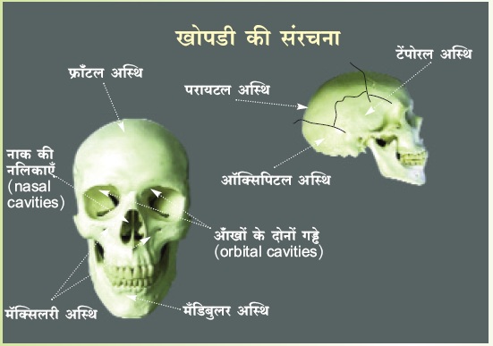 अस्थिसंस्था भाग – ८