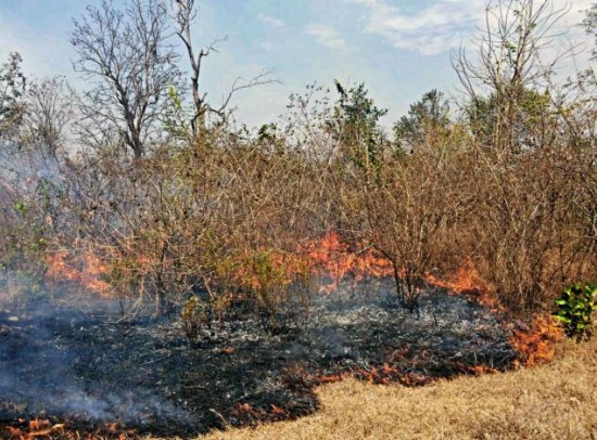 ‘काली राष्ट्रीय उद्यान’ में रहस्यमय आगों का सिलसिला जारी – सीसीटीव्ही बिठाने की माँग