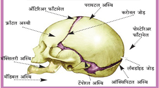 अस्थिसंस्था भाग – ९