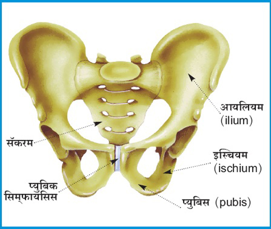 अस्थिसंस्था  भाग -१६