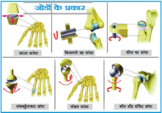 अस्थिसंस्था भाग – १५