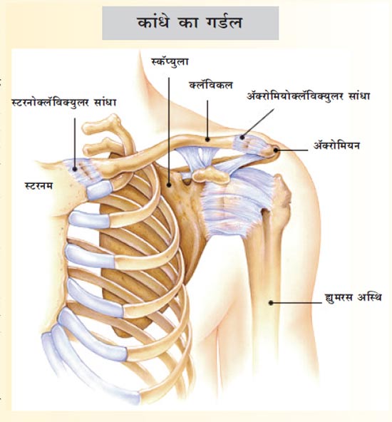 अस्थिसंस्था भाग – २०: कंधों का जोड़ एवं पेक्टोरल गर्डल