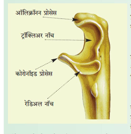 अस्थिसंस्था भाग – २२