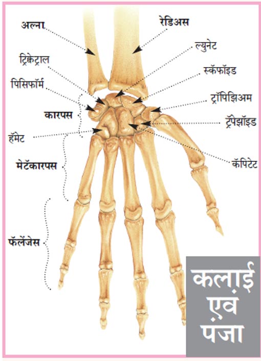 Wrist and hand claw - Newscast Pratyaksha