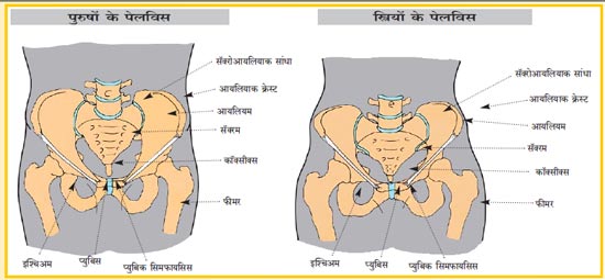 अस्थिसंस्था भाग – २८