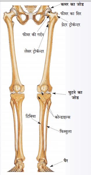 अस्थिसंस्था भाग – २९