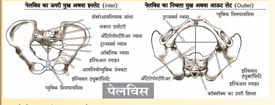 अस्थिसंस्था भाग – २७