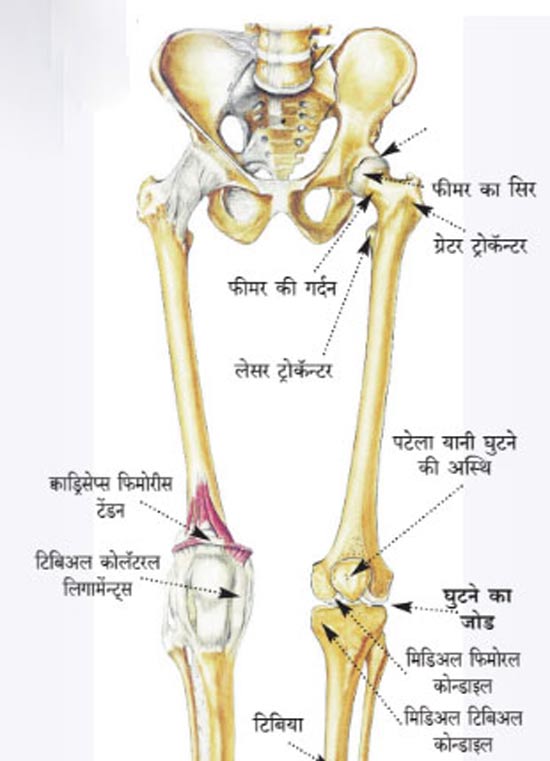 अस्थिसंस्था भाग – ३०