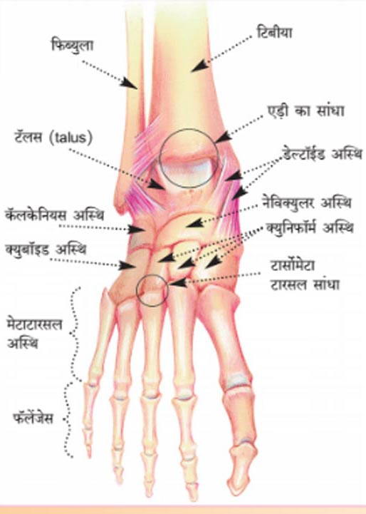 अस्थिसंस्था भाग – ३४