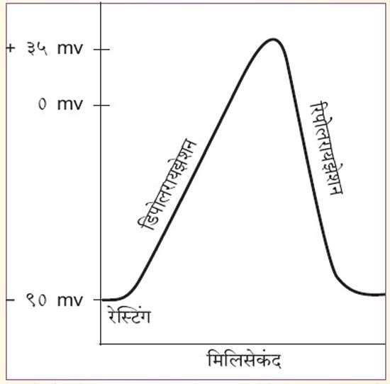 स्नायुसंस्था भाग – १०