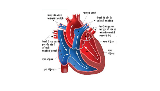 रक्ताभिसरण संस्था – ०२