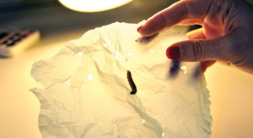 The Issue of Plastic Waste and ‘Waxworms’
